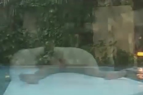 poke By The Poolside